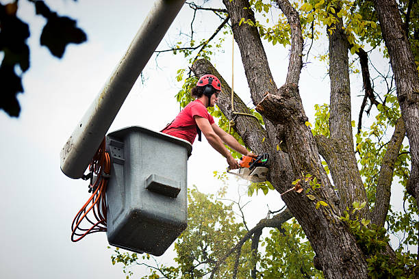 Best Residential Tree Removal  in Kilmarnock, VA